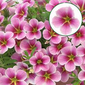 Bild von Calibrachoa P12 Pink barbados